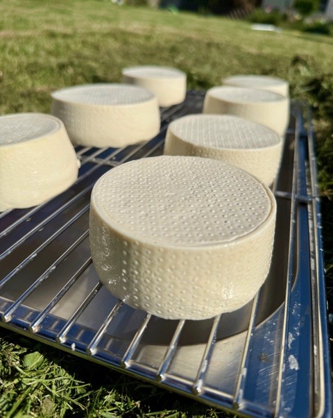 Küchenworkshop von der Milch zum Käse mit Stefan Weigert